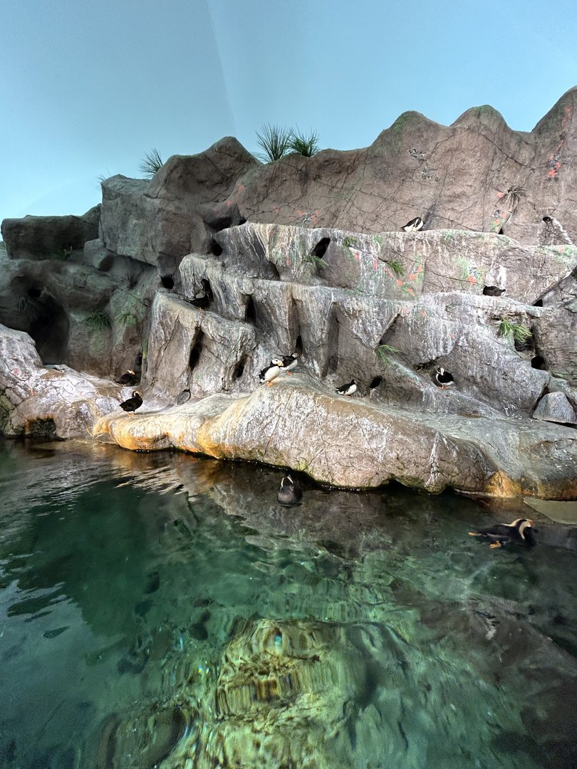 Puffin Bay — Penguin & Puffin Coast