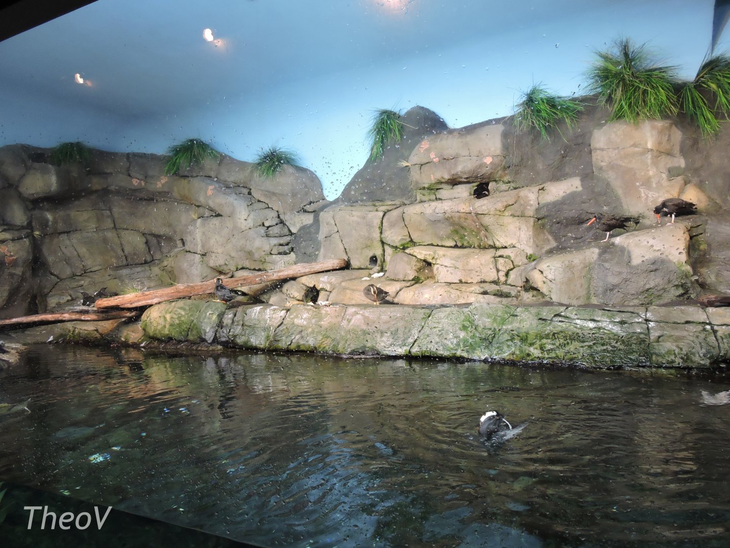 Puffin exhibit [2015]