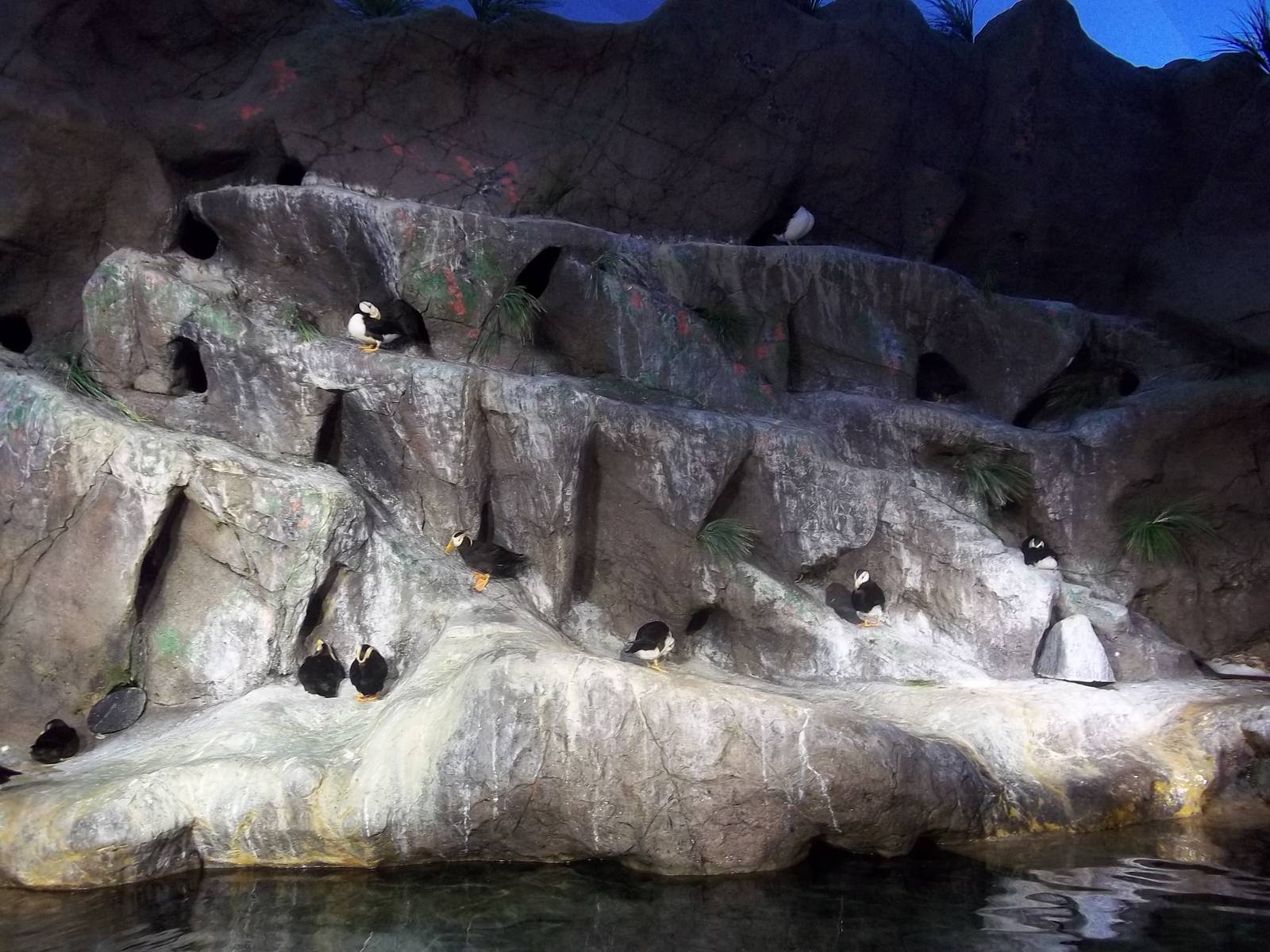Puffin Exhibit