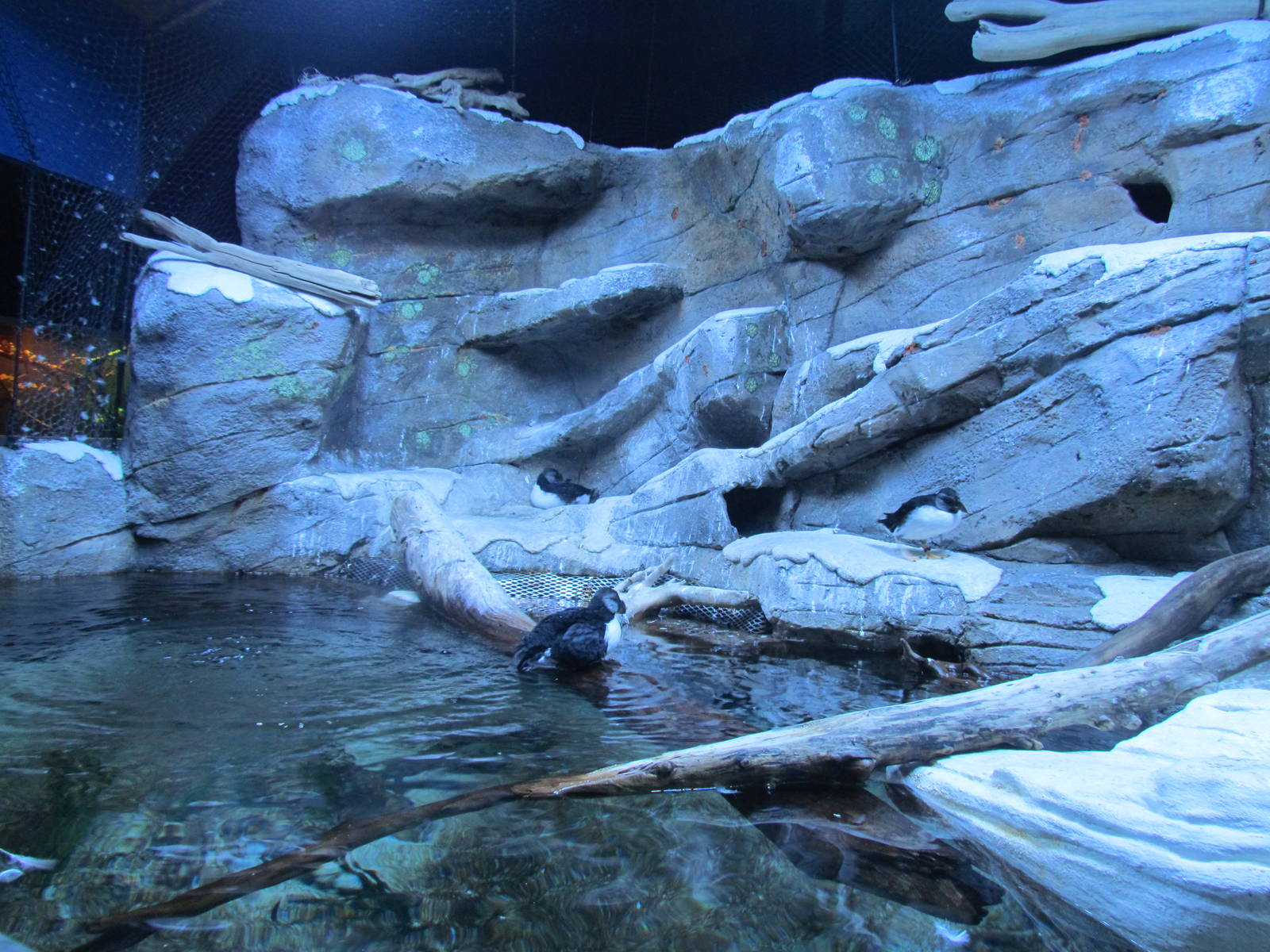 Puffin Exhibit
