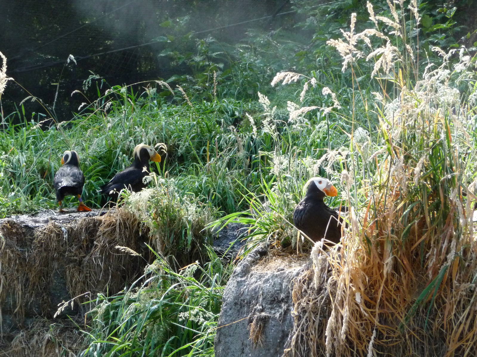 Puffin Exhibit
