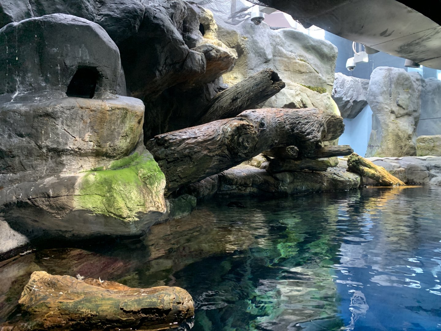Puffin Exhibit
