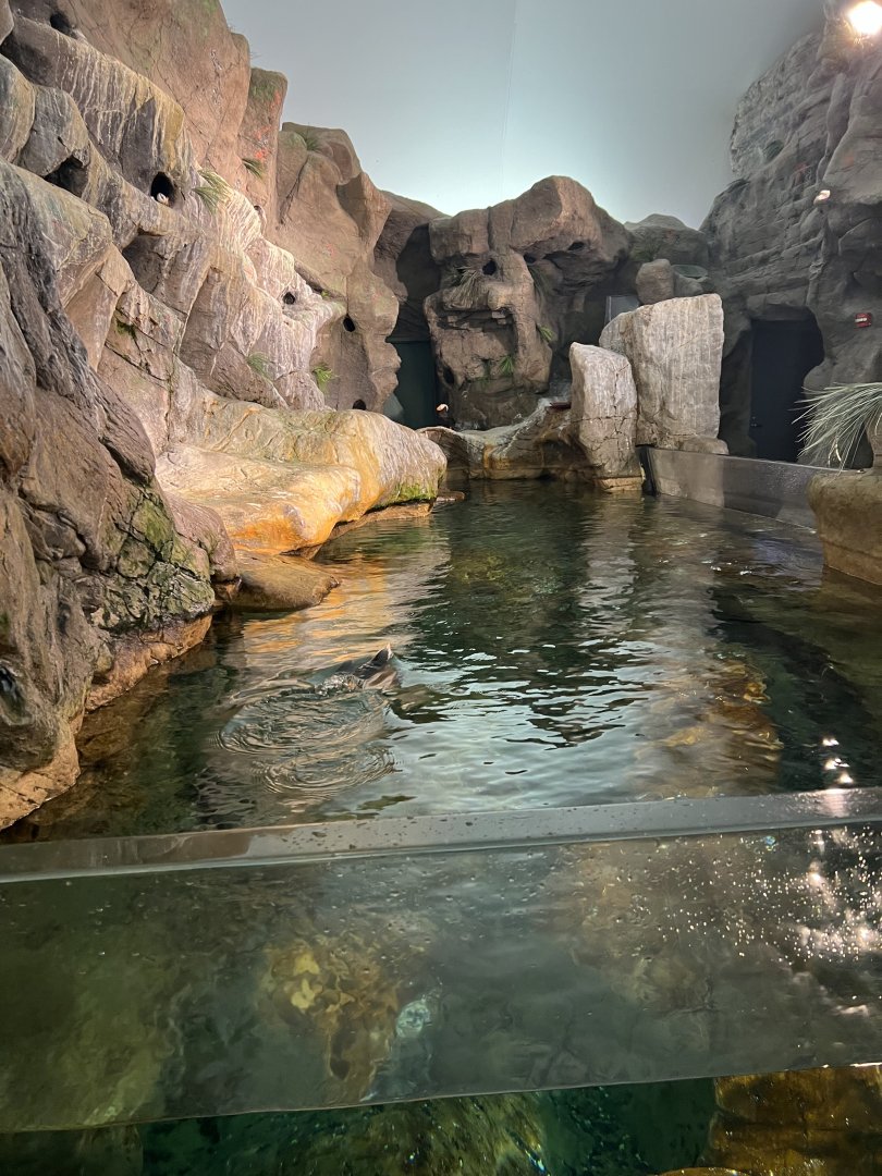 Puffin Exhibit