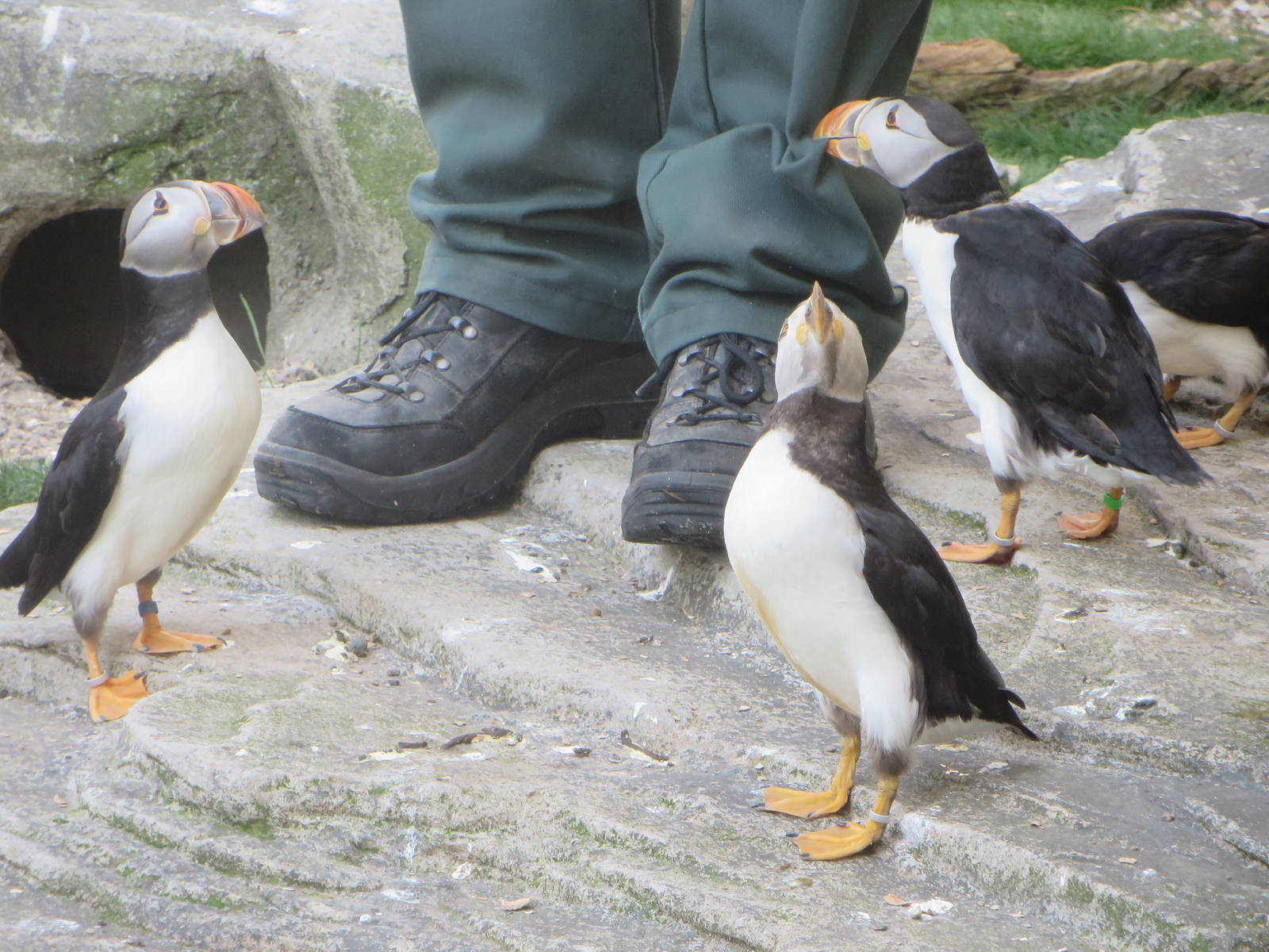 Puffin feeding time