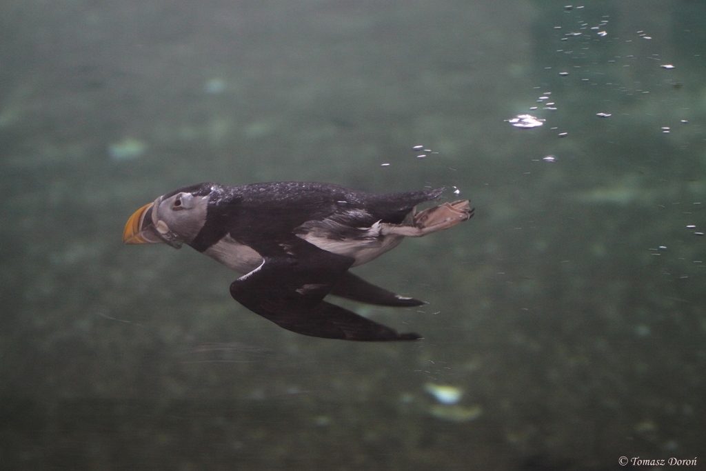 Puffin (Fratercula arctica)