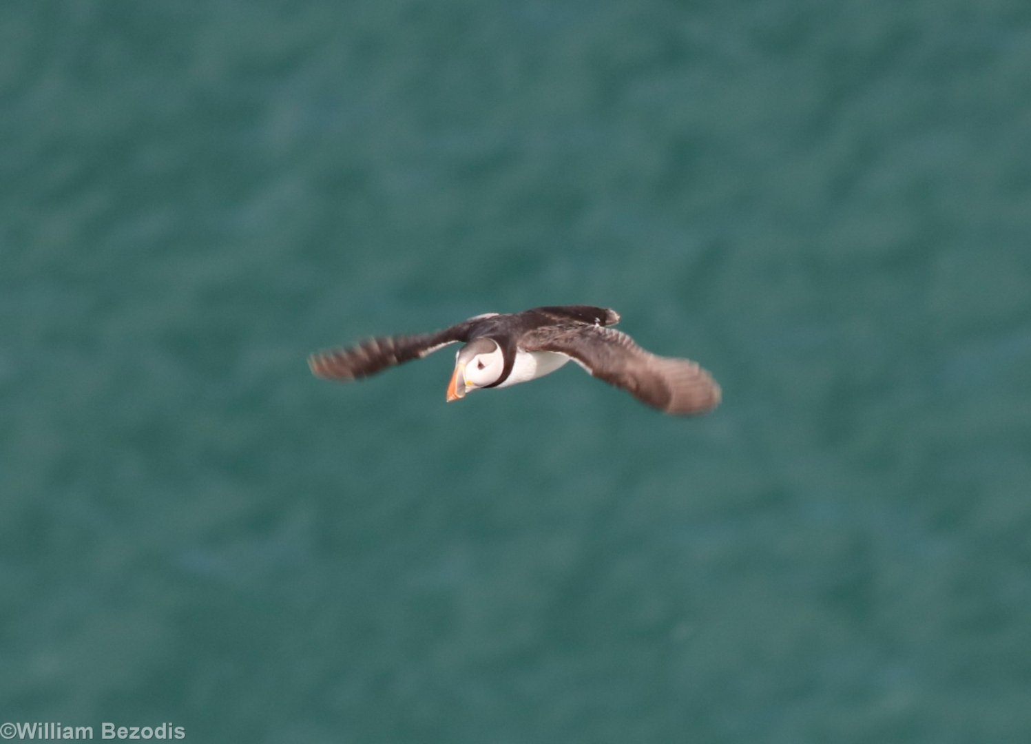 Puffin in Flight - RSPB Bempton Cliffs