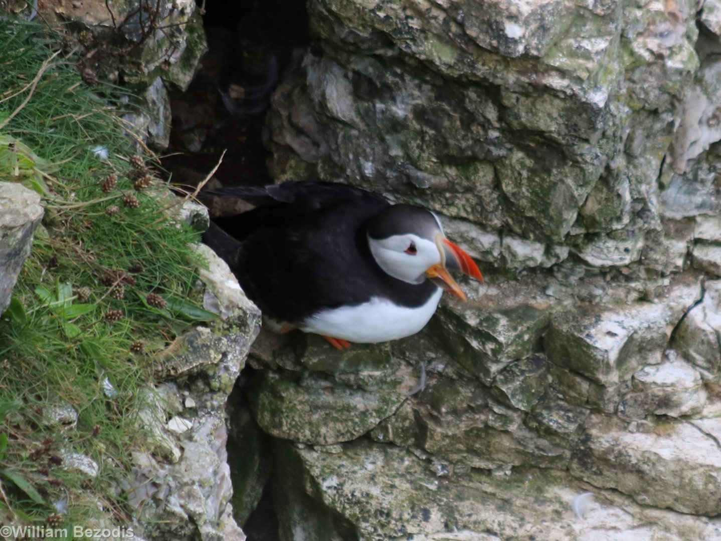 Puffin - RSPB Bempton Cliffs