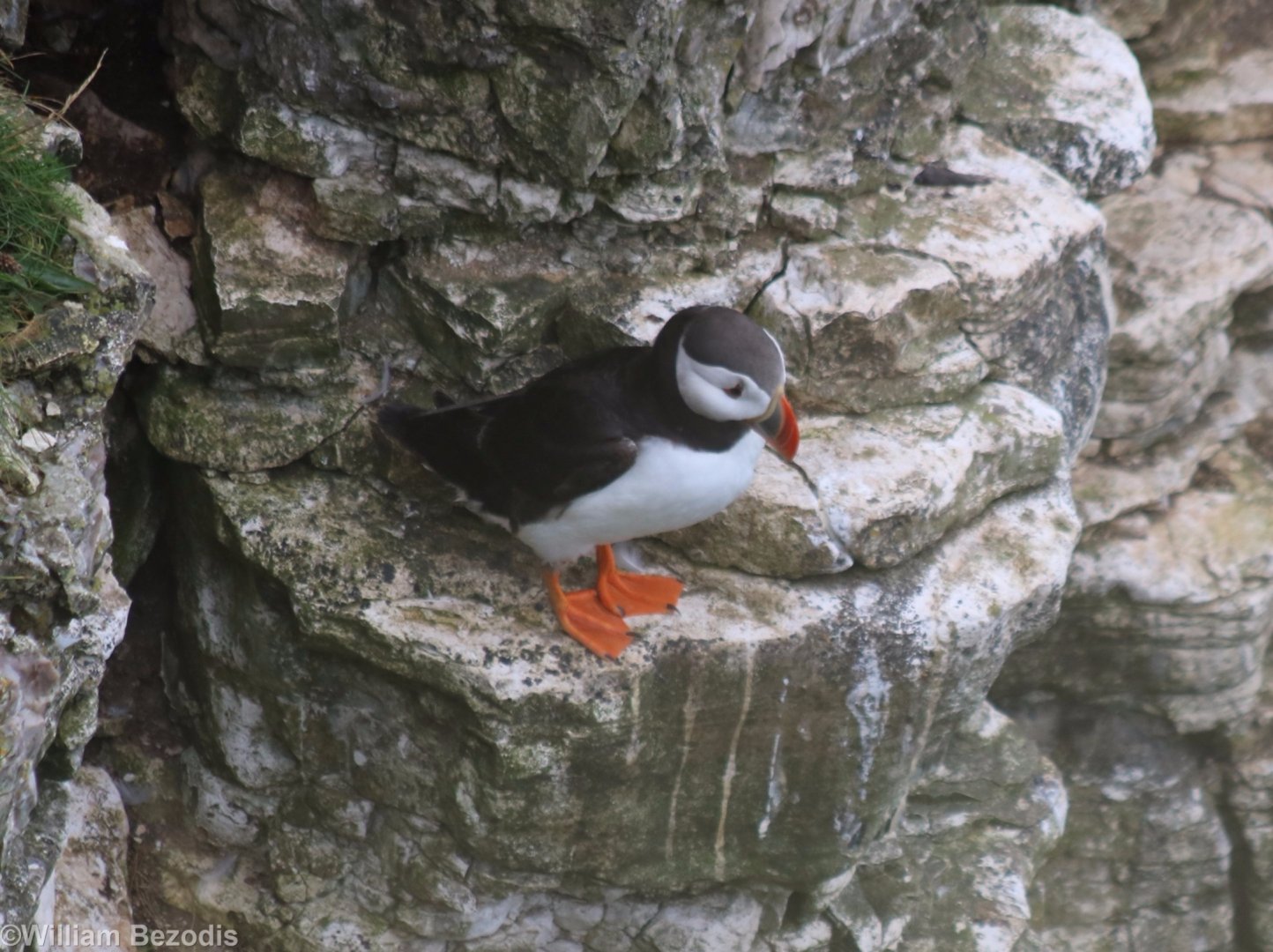 Puffin - RSPB Bempton Cliffs