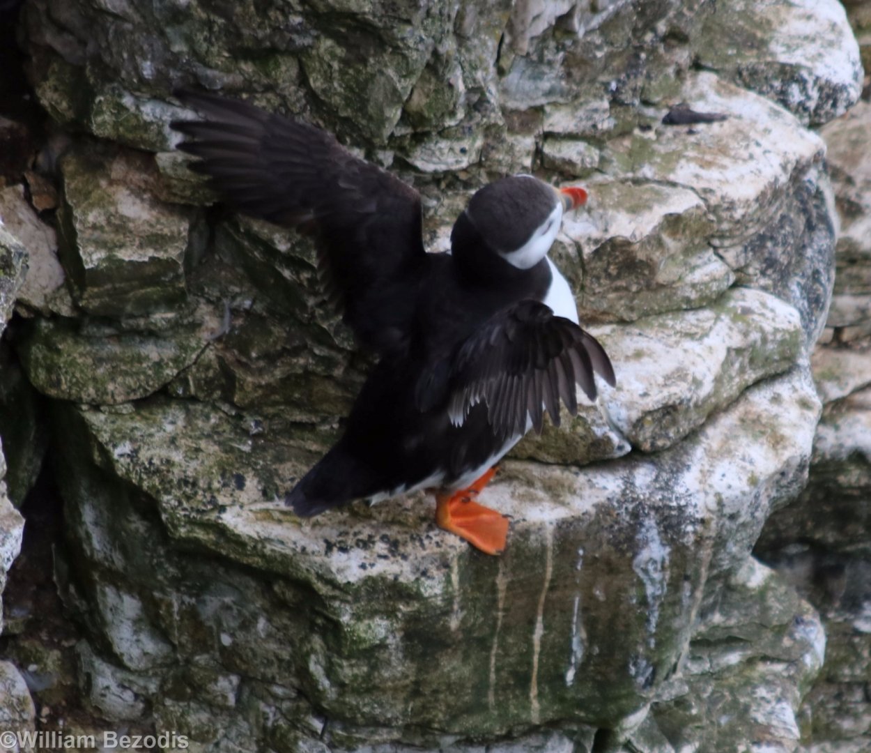 Puffin Stretching its Wings - RSPB Bempton Cliffs