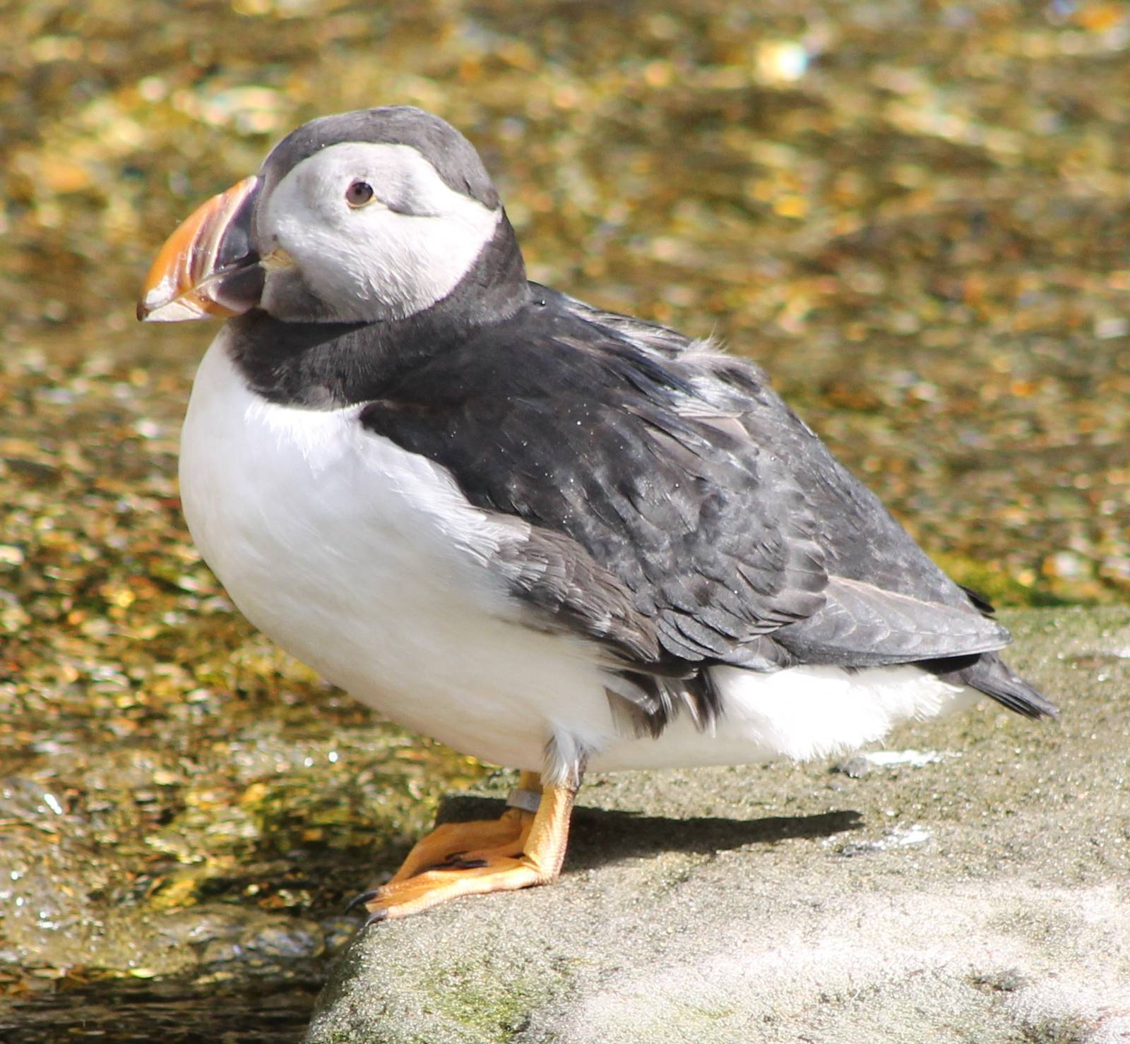 Puffin