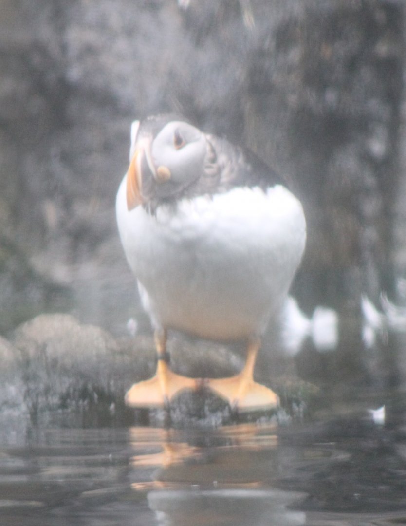 Puffin