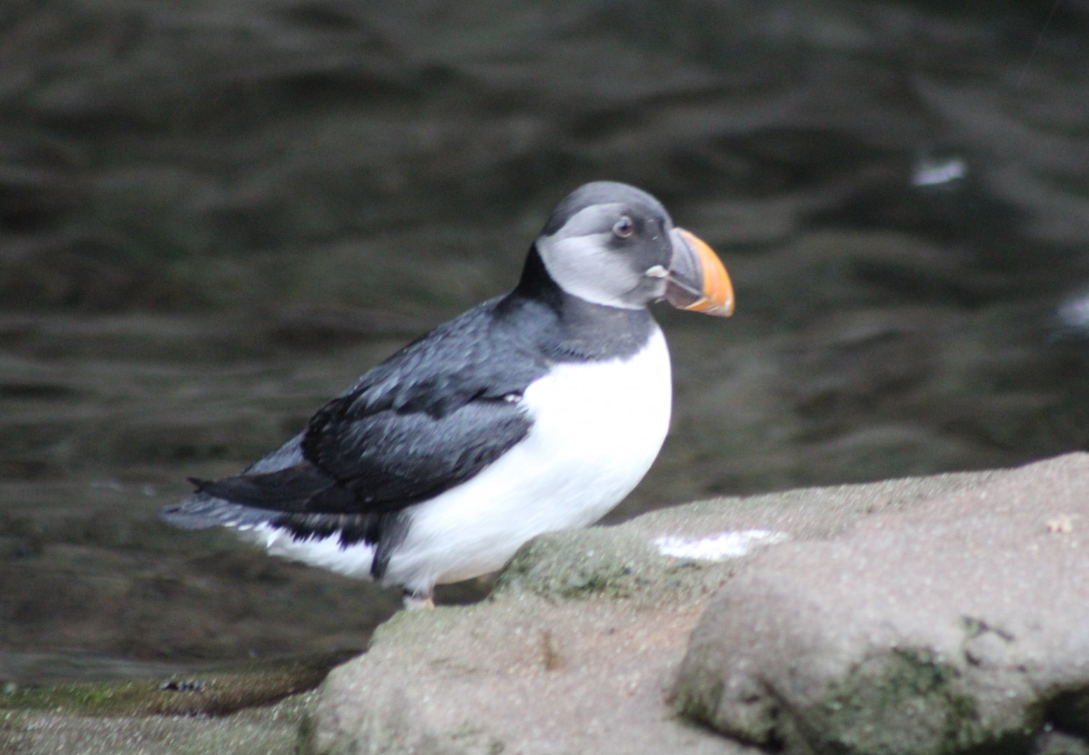 Puffin