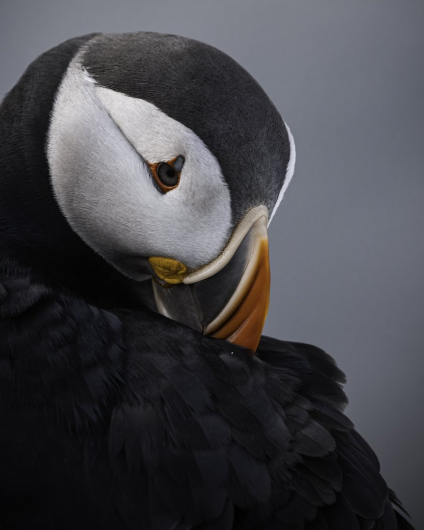 Puffin