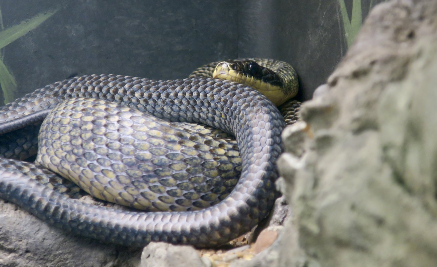 Puffing Snake (Phrynonax poecilonotus)