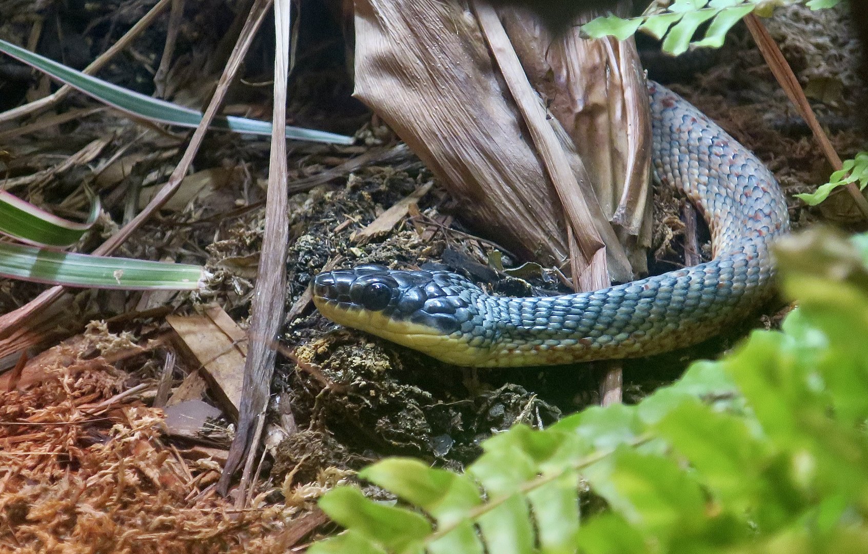 Puffing Snake (Phrynonax poecilonotus)