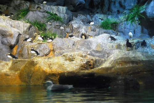 Puffins, Jurong BirdPark