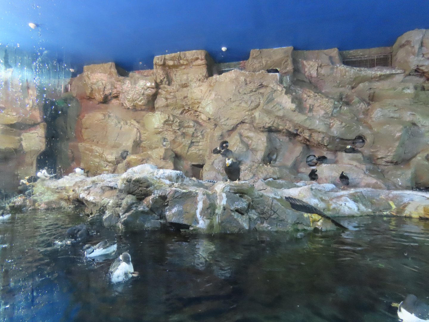 Puffins+murre exhibit