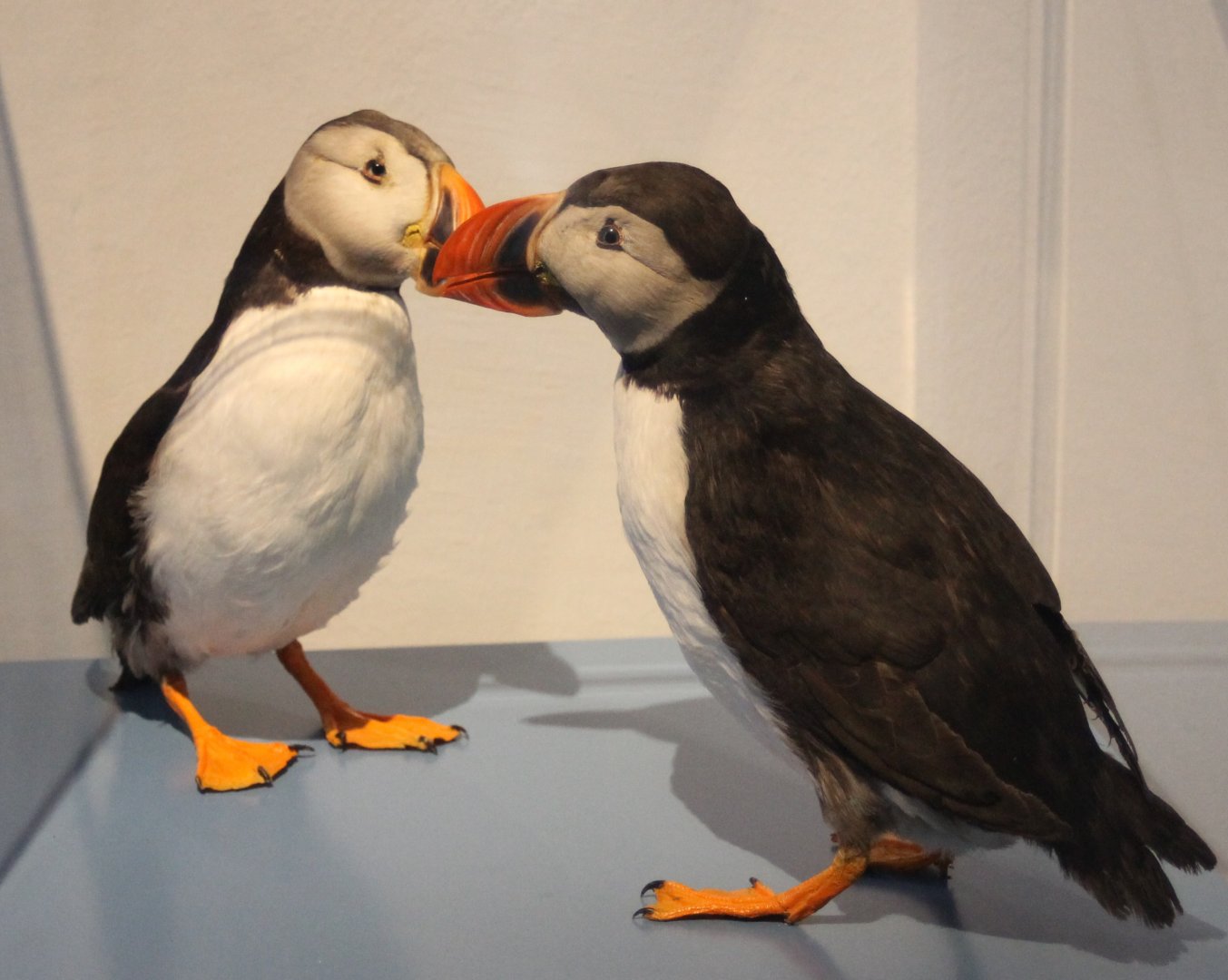 Puffins