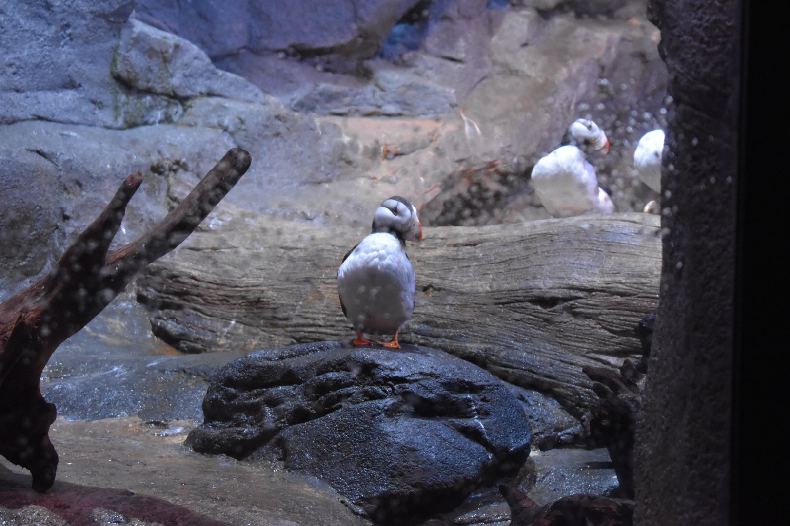 Puffins