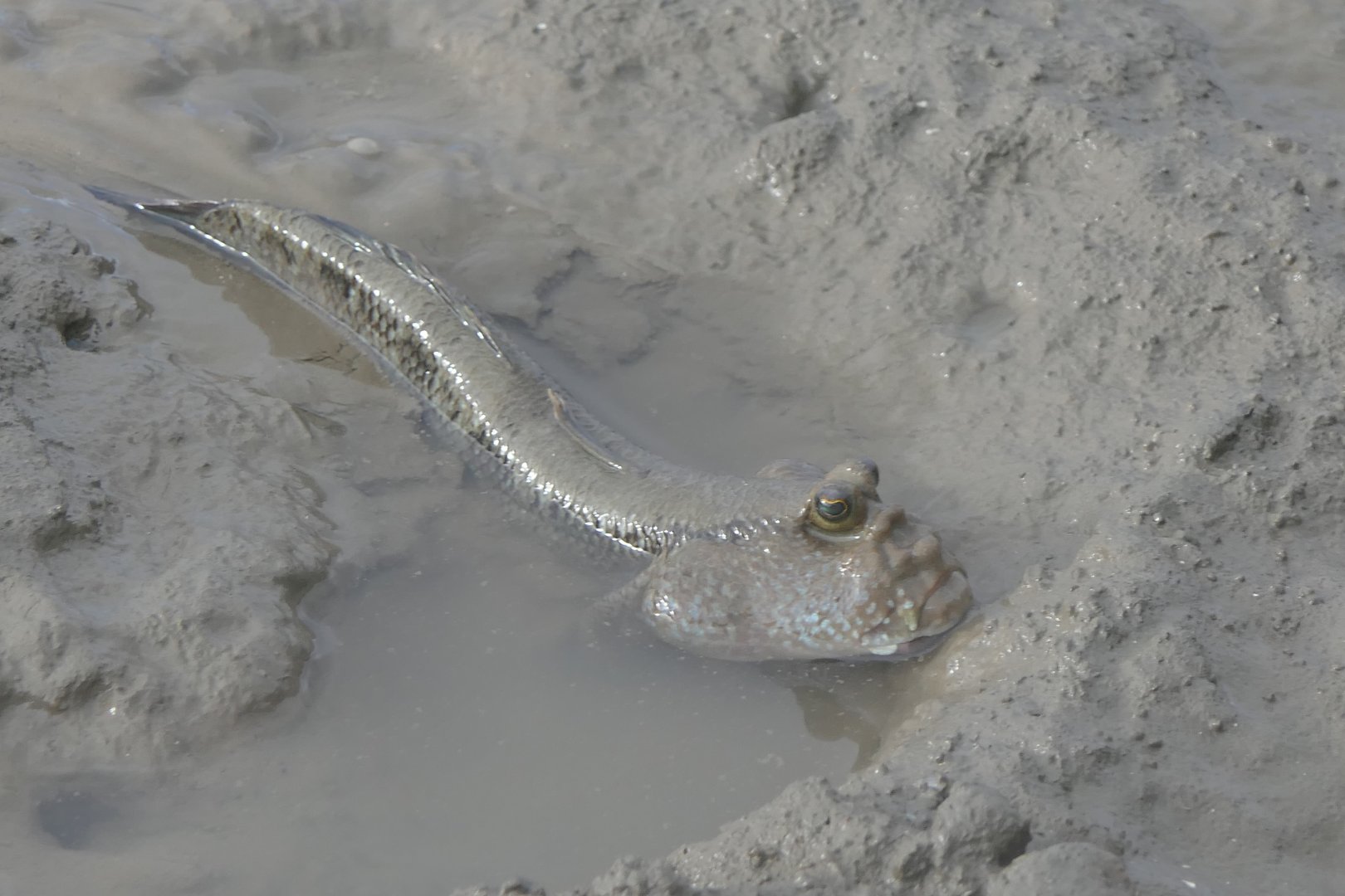 Pug-headed Mudskipper (Periophthalmodon freycineti)