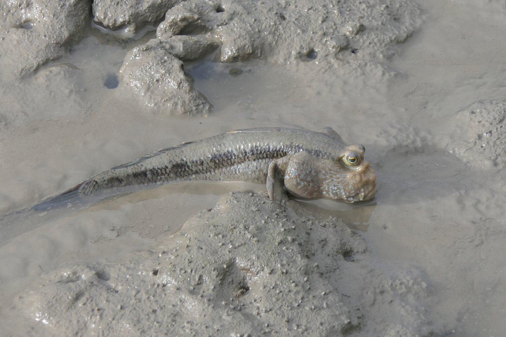 Pug-headed Mudskipper (Periophthalmodon freycineti)