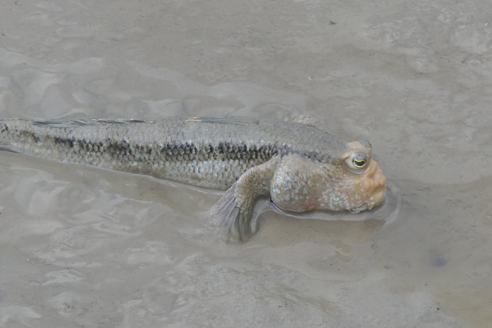Pug-headed Mudskipper (Periophthalmodon freycineti)