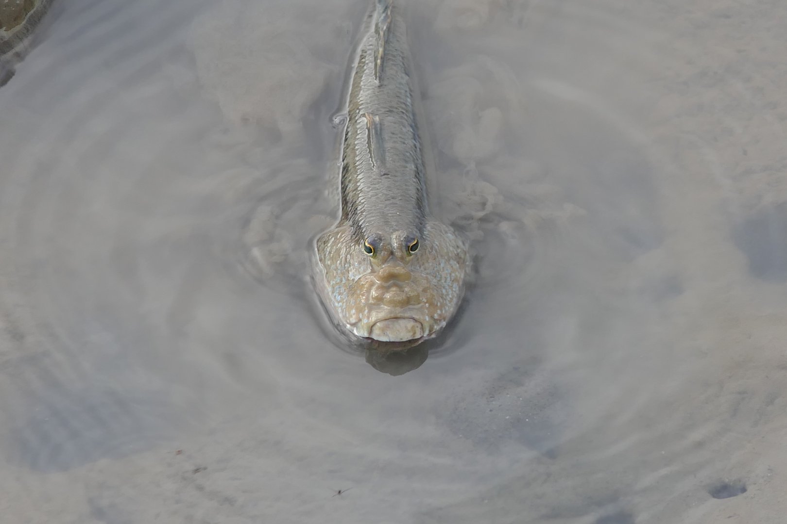 Pug-headed Mudskipper (Periophthalmodon freycineti)