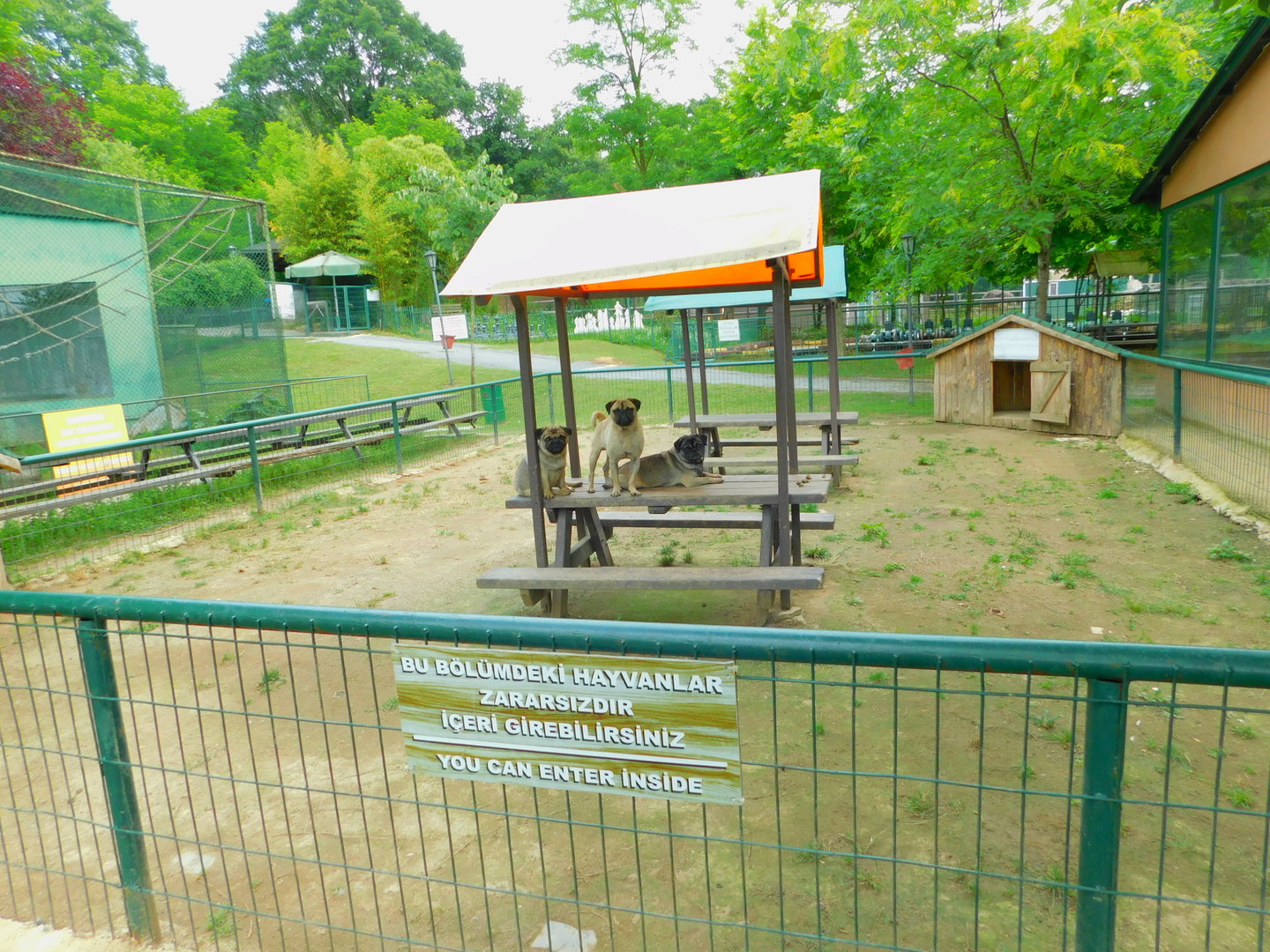Pug Petting Pen