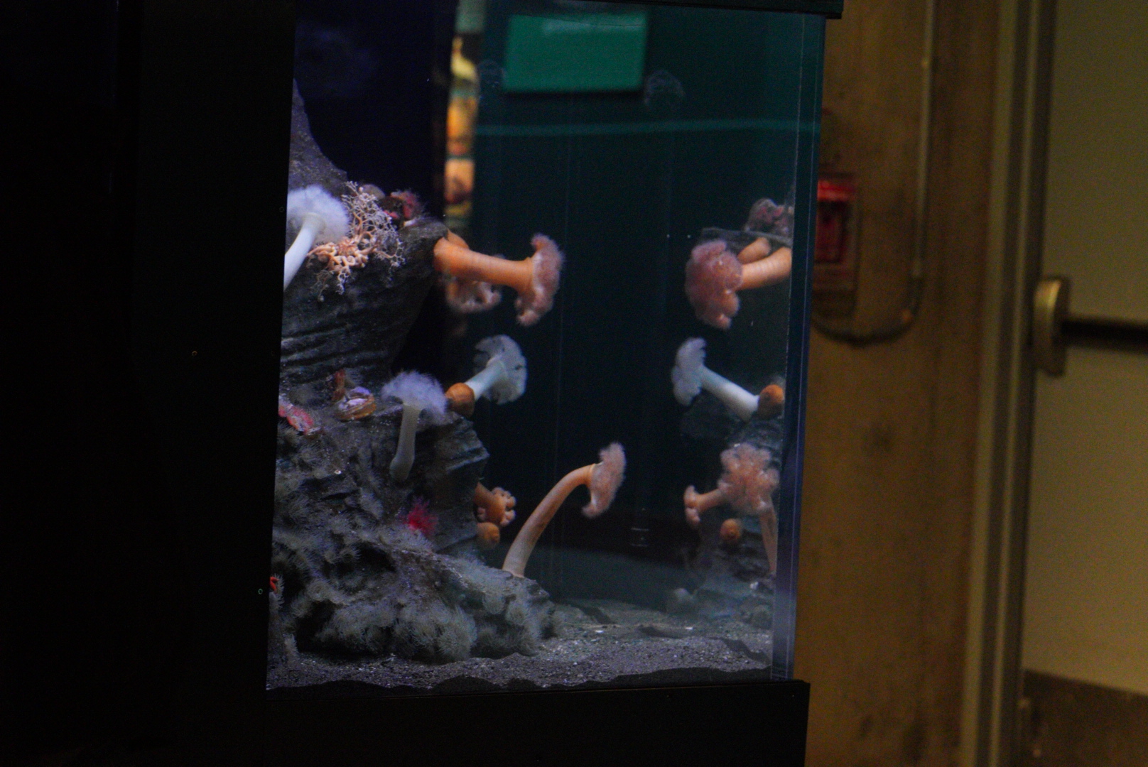 Puget Sound Filter Feeders Tank