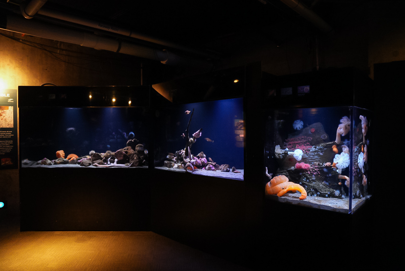 "Puget Sound Fish: Deep Waters" (Pier 60)