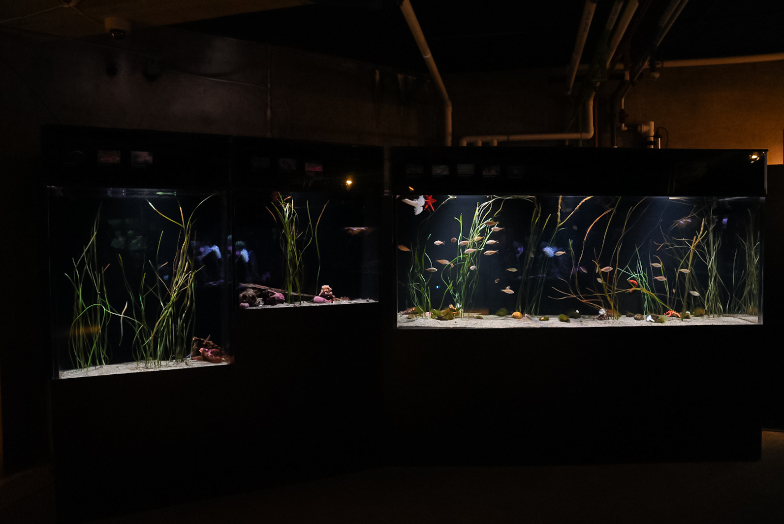 "Puget Sound Fish: Seagrass Beds" (Pier 60)