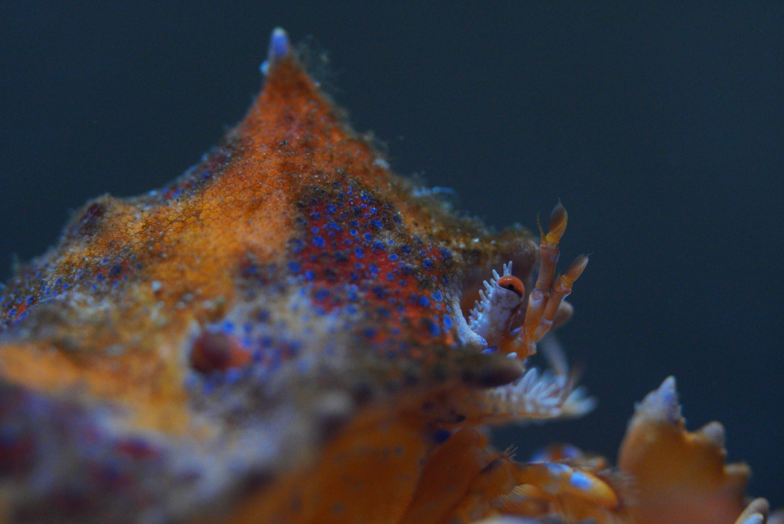 Puget Sound King Crab (Juvenile)