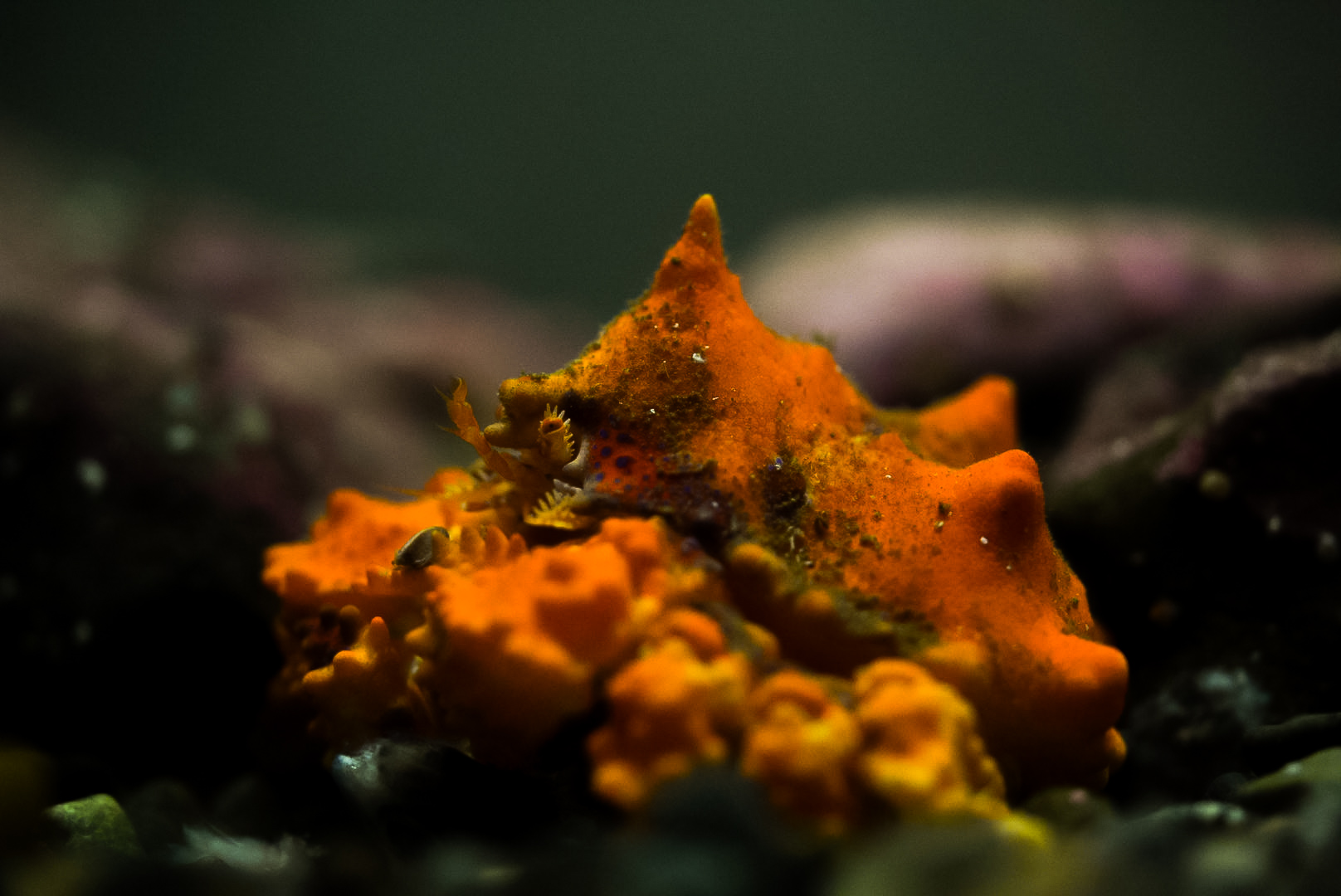 Puget Sound King Crab (Juvenile)