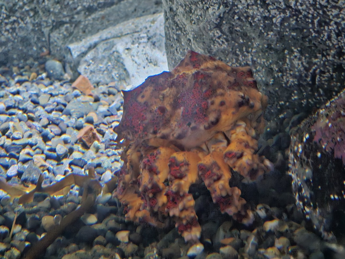 Puget Sound King Crab