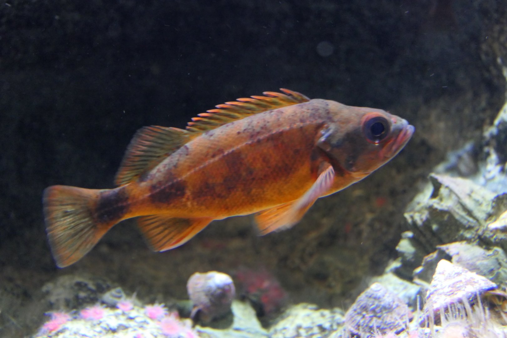 Puget Sound Rockfish (Sebastes emphaecus)