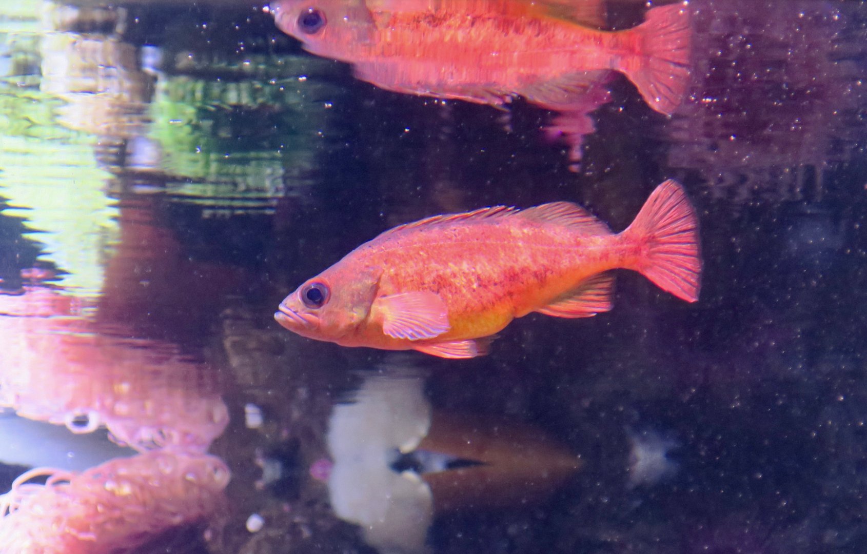 Puget Sound Rockfish (Sebastes emphaeus)
