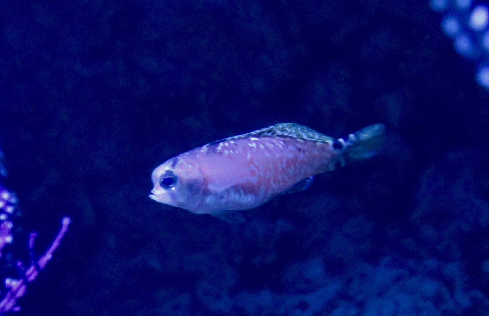 Pugnose Bass (Bullisichthys caribbaeus)