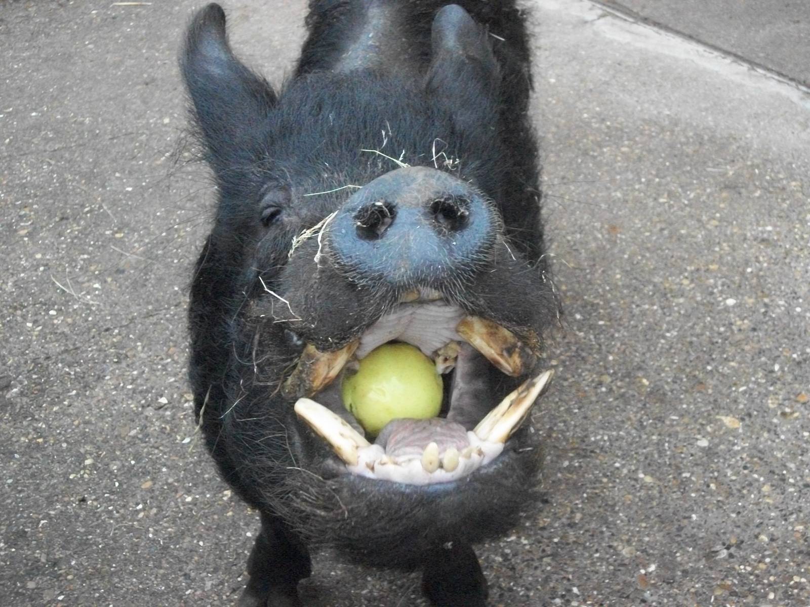 Pugwash enjoys an apple, 6th April 2014