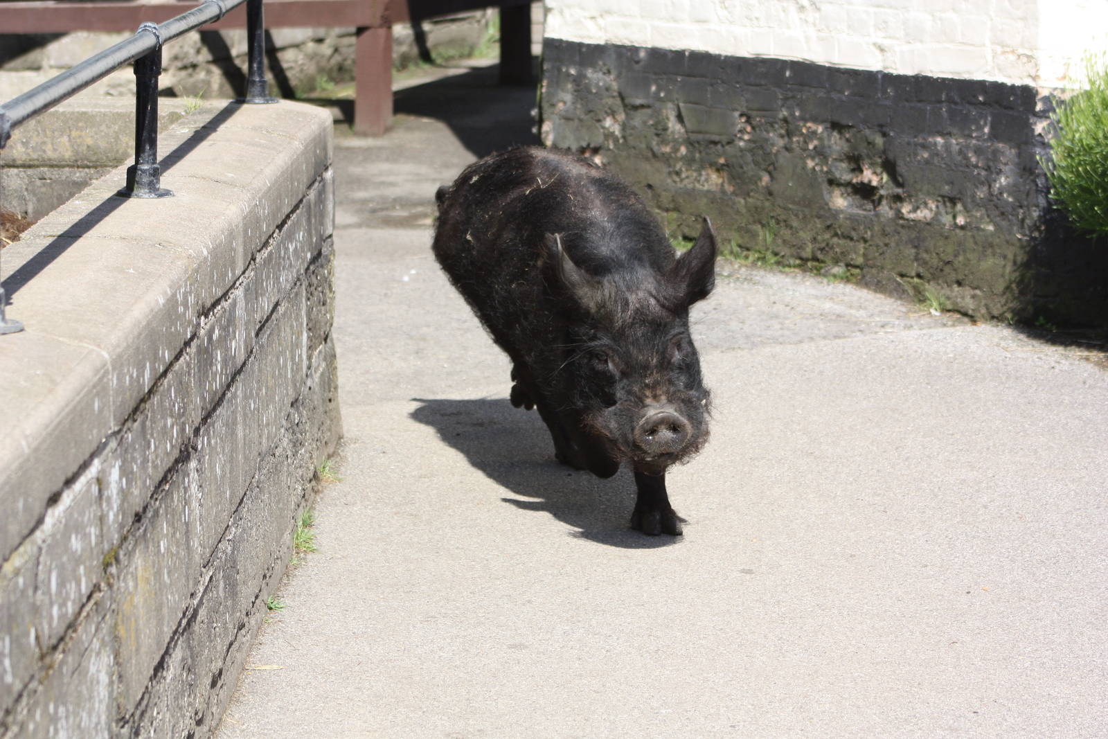 Pugwash heads for his meal, 25th May 2014