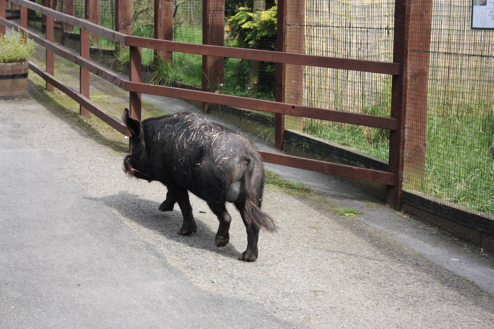 Pugwash makes his way home, 11th July 2014