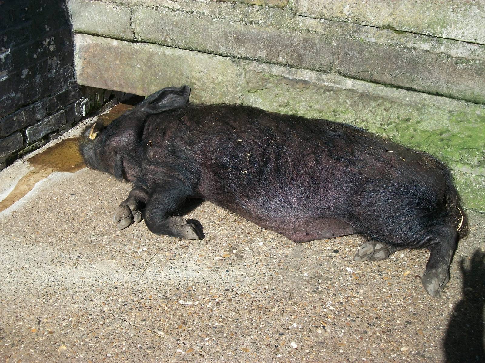 Pugwash relaxing in the sun, 2nd May 2014