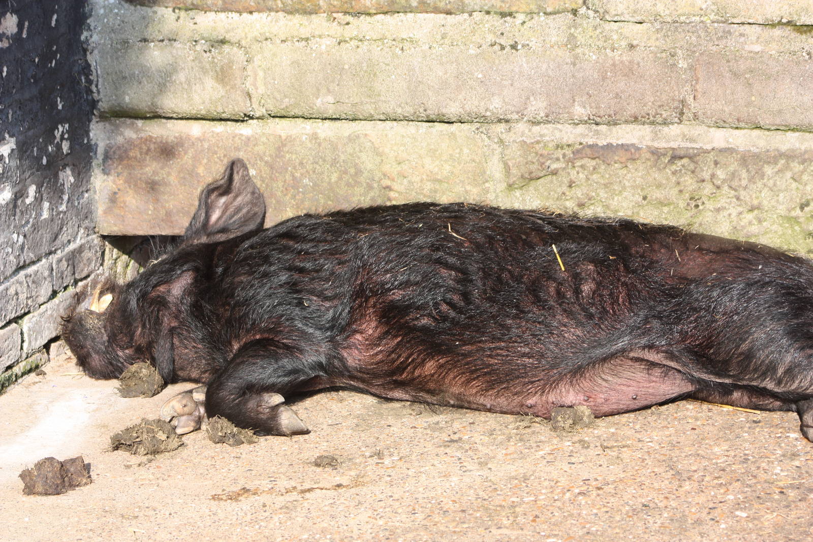 Pugwash sunbathing, 10th September 2014