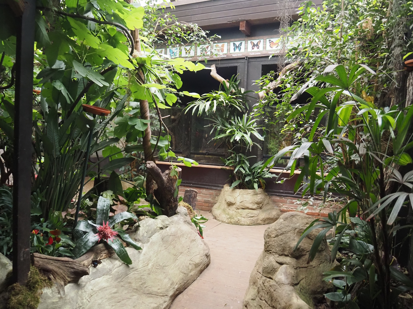 Pukara - Butterfly area, 2024-05-22