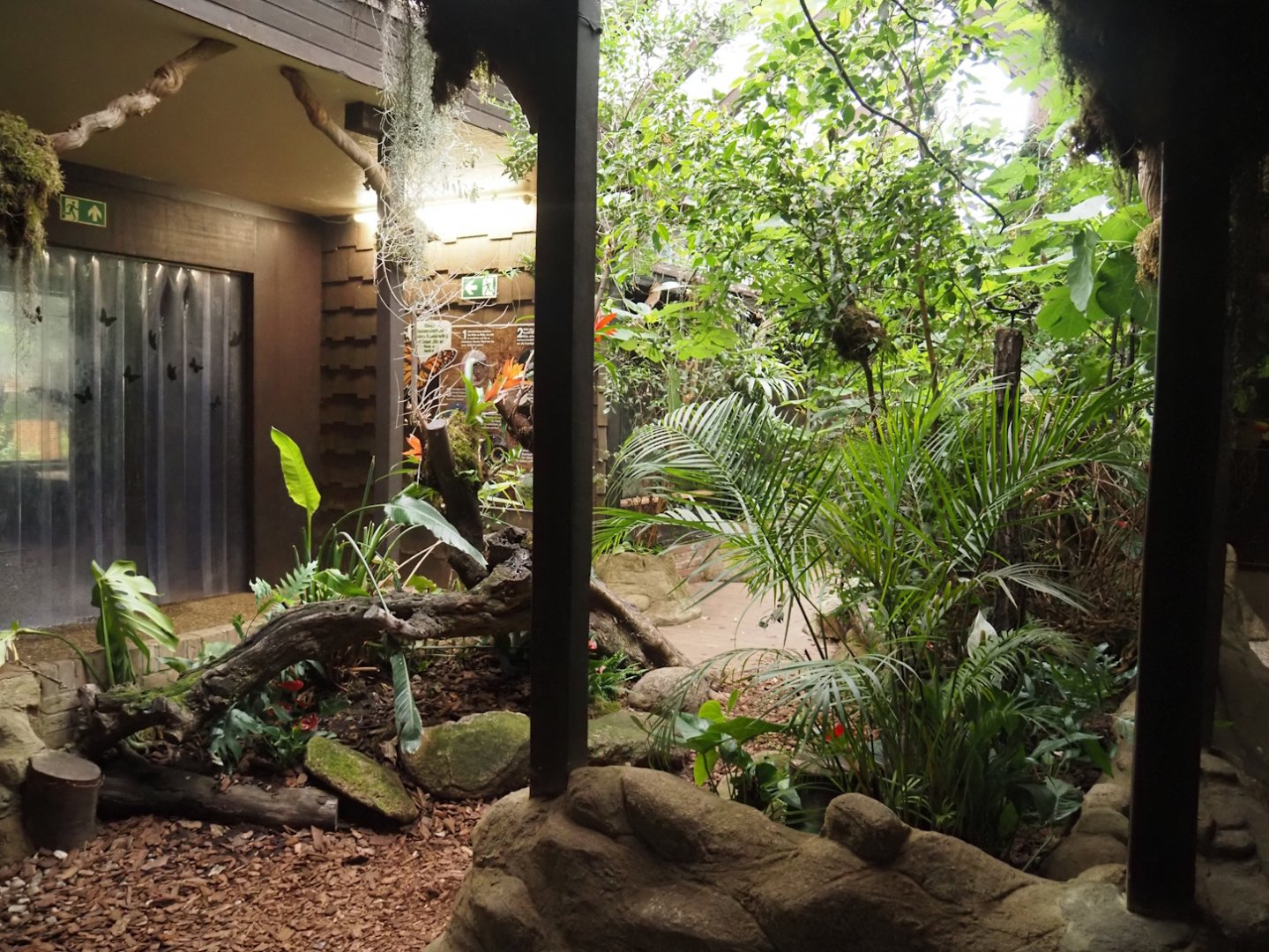 Pukara - Butterfly area, 2024-05-22