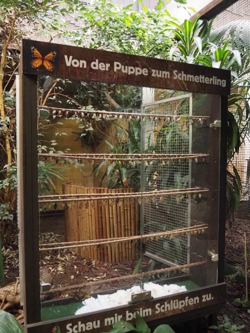 Pukara - Butterfly area, Chrysalis case, 2024-05-22