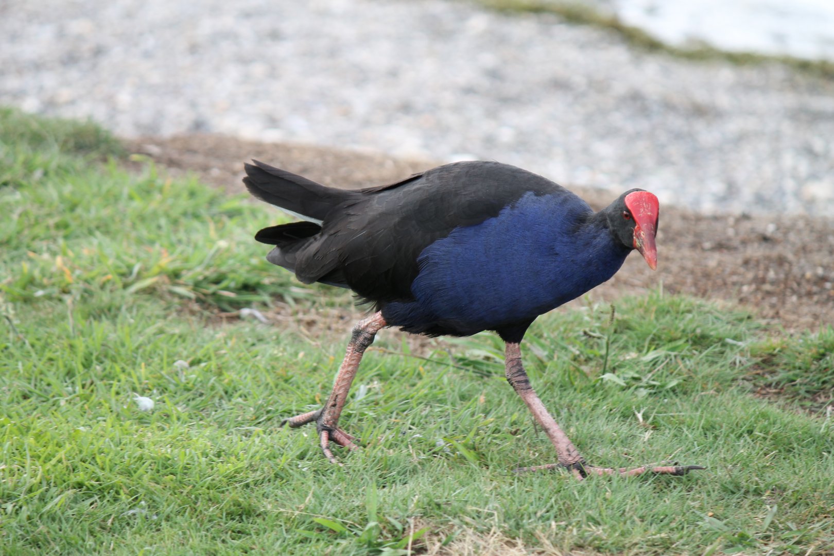 Pukeko (2013)