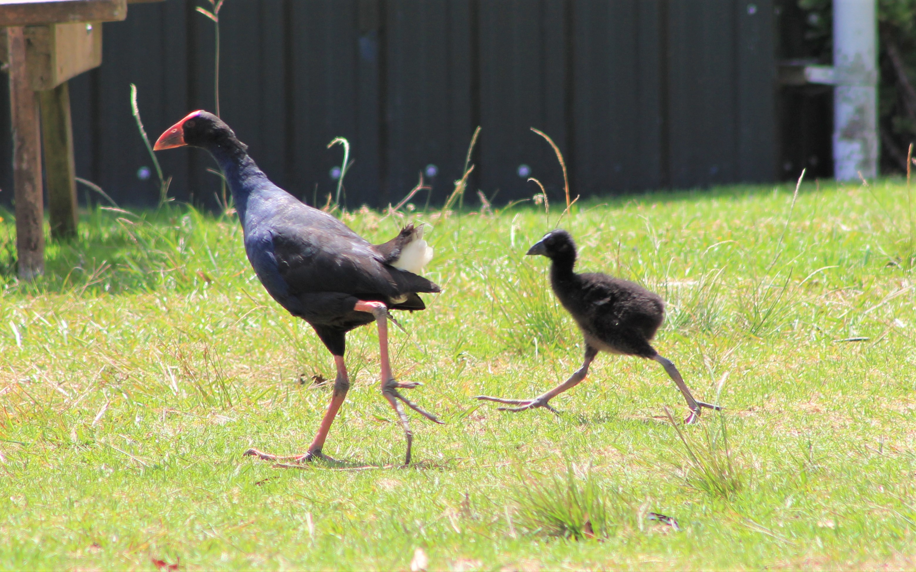 Pukeko and chick (Porphyrio melanotus)