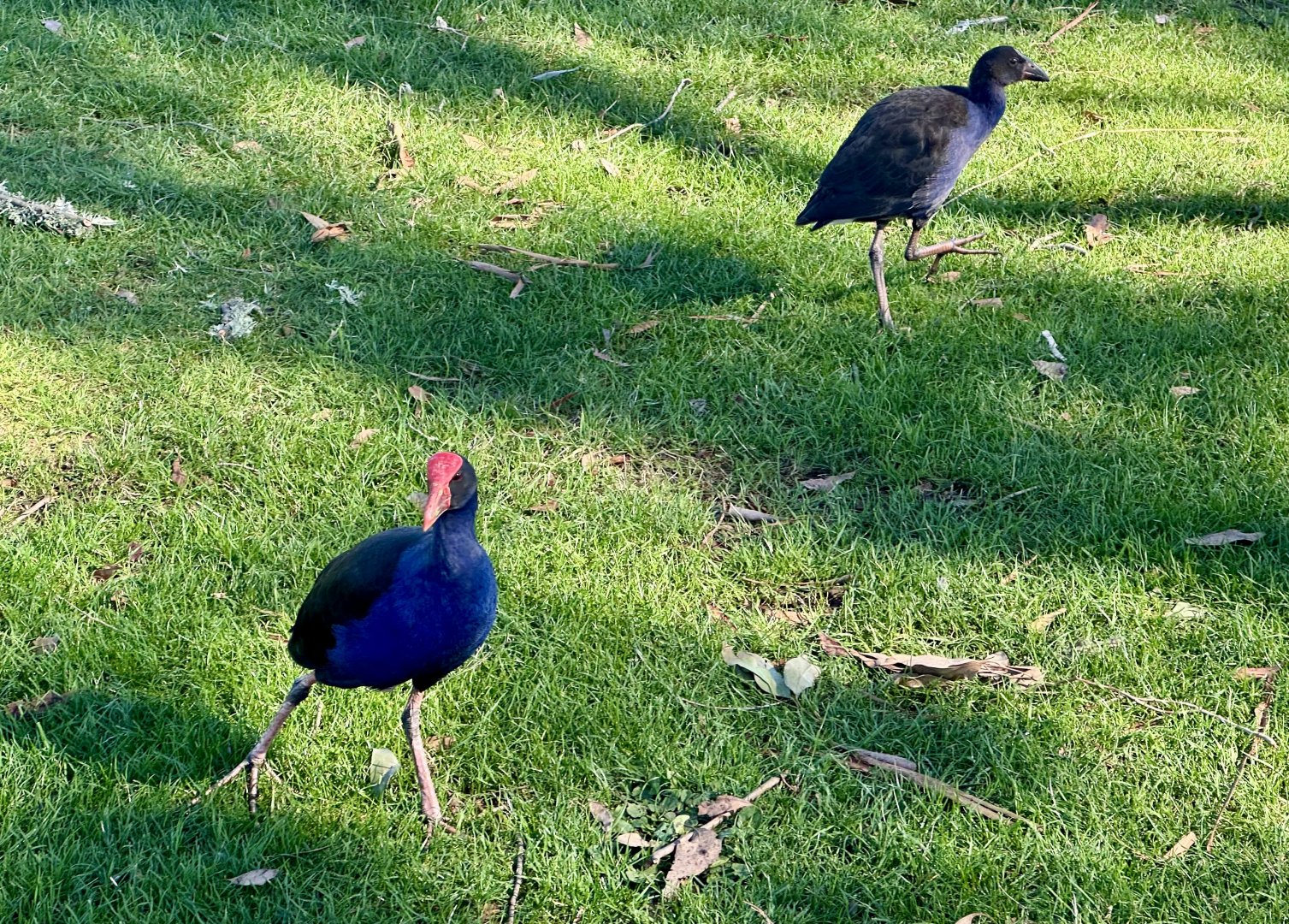 Pūkeko (Parent and Chick)