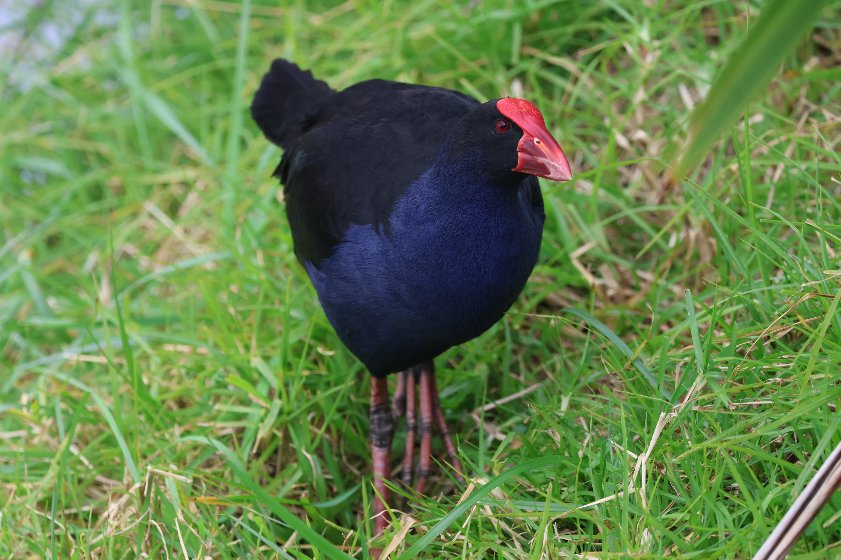 Pūkeko (Porphyrio melanotus melanotus), Waimanu Lagoons Reserve (Waikanae, Wellington)