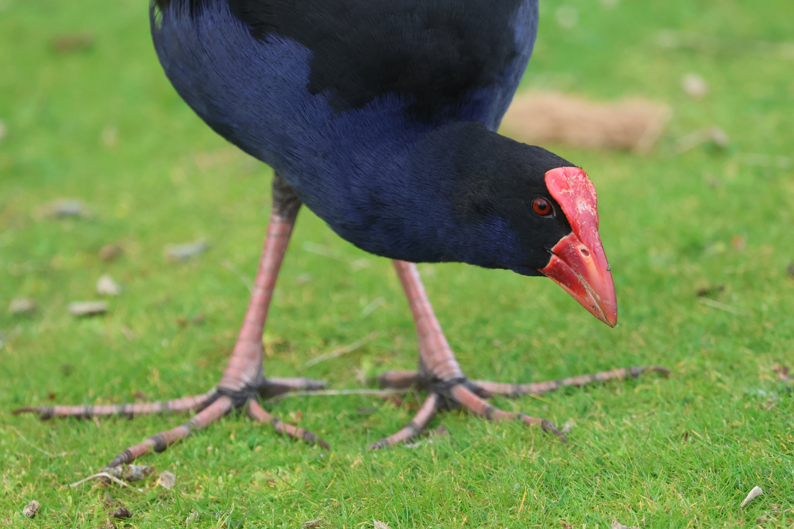 Pūkeko (Porphyrio melanotus melanotus), Waimanu Lagoons Reserve (Waikanae, Wellington)